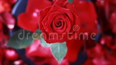 一朵<strong>红色</strong>玫瑰的<strong>俯视</strong>图在<strong>红色</strong>花瓣上旋转。
